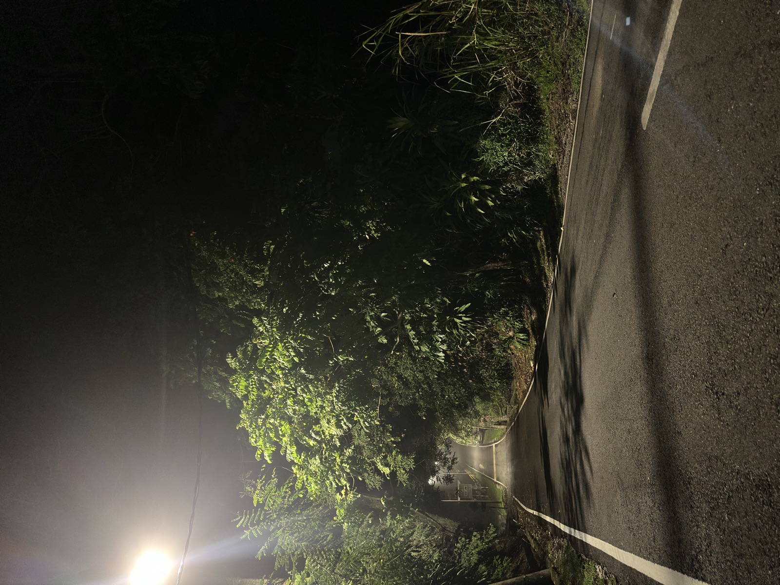 Dark road at night — tropical vegetation, single headlight